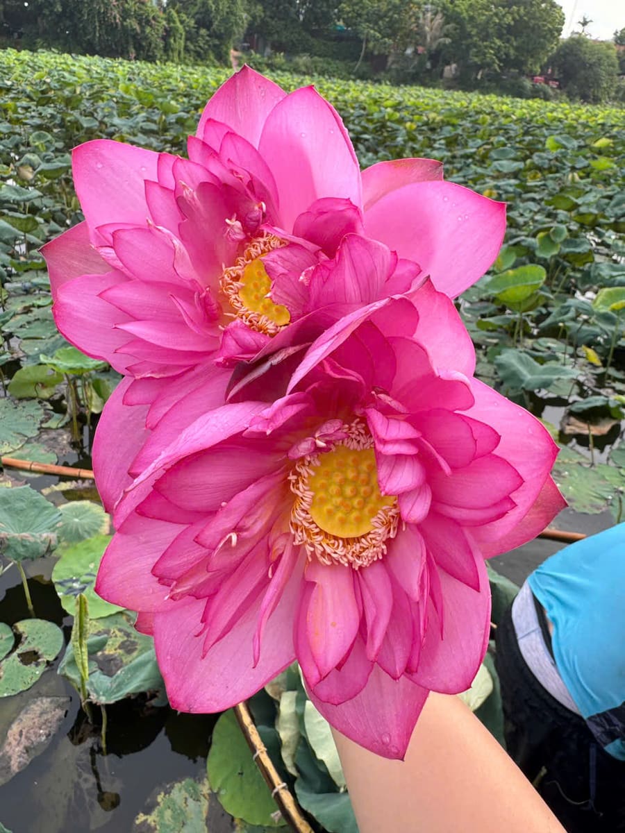 Hai bông sen hồng nhiều lớp cánh nở giữa đầm