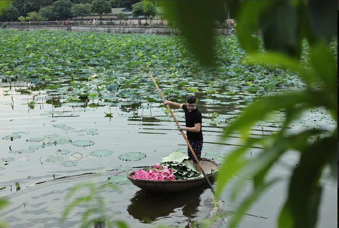 Người hái sen chống sào trên thuyền thúng giữa đầm sen