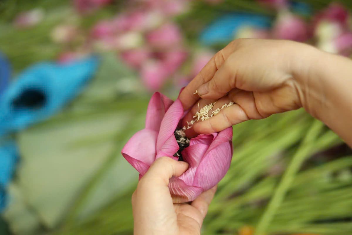 Đôi bàn tay nhẹ nhàng khép mở cánh sen để lấy gạo sen