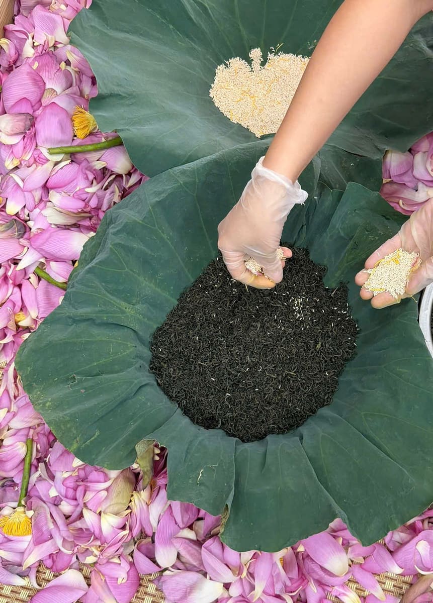 Bàn tay trải gạo sen trên chậu trà đặt giữa lá sen và cánh hoa
