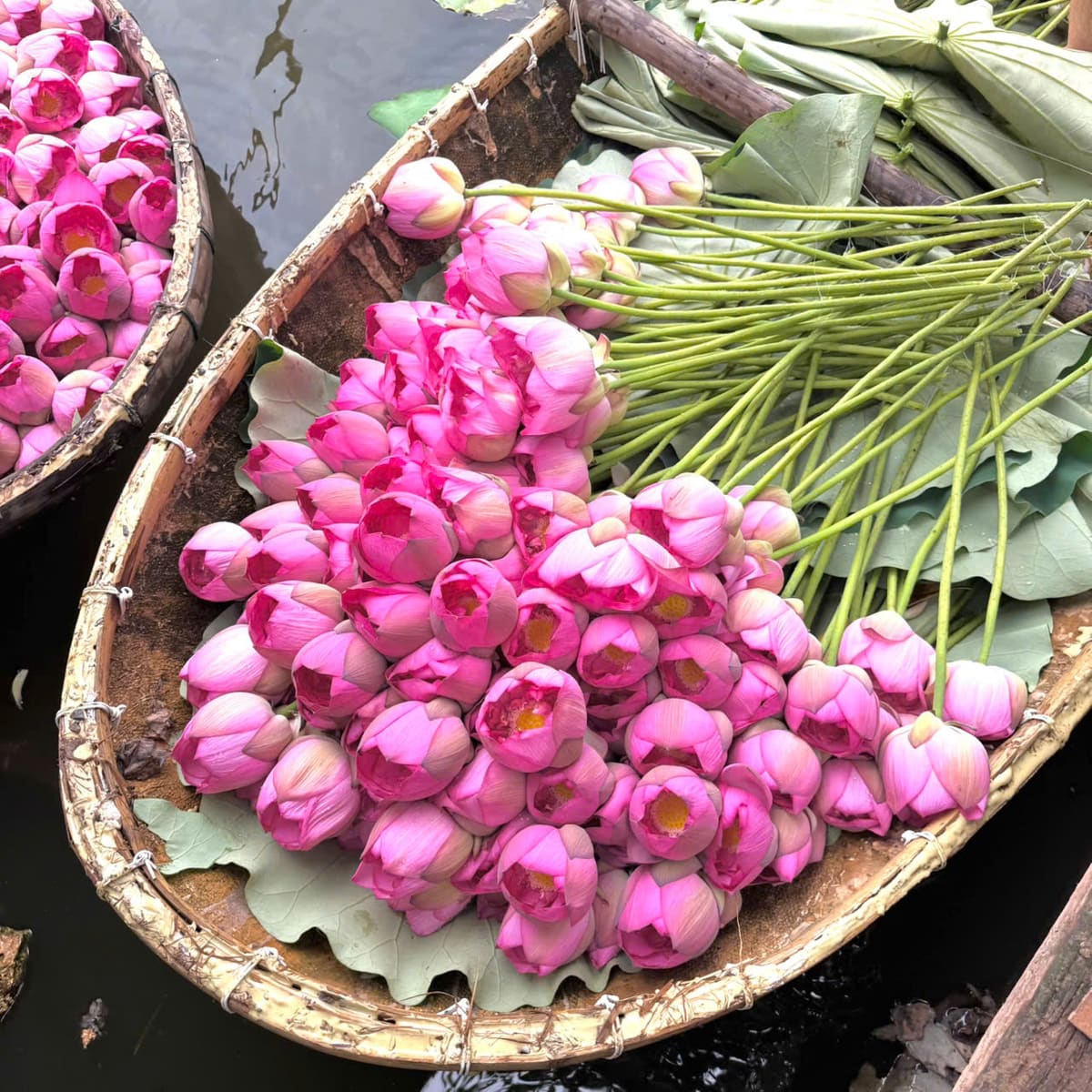 Chiếc thuyền thúng đầy bông sen hồng vừa hái